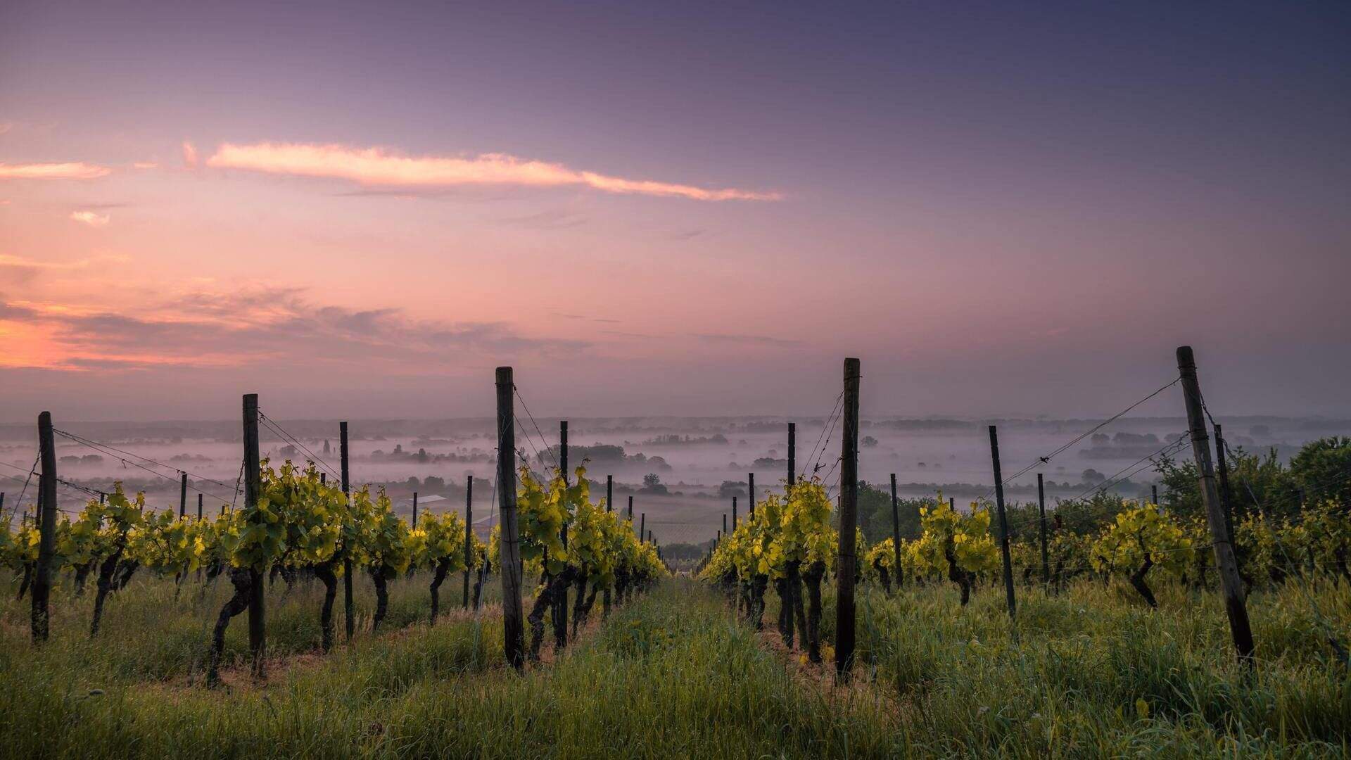 Côtes-du-rhône
