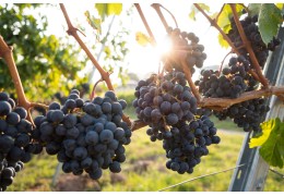 Les cépages incontournables : guide pour les néophytes du vin
